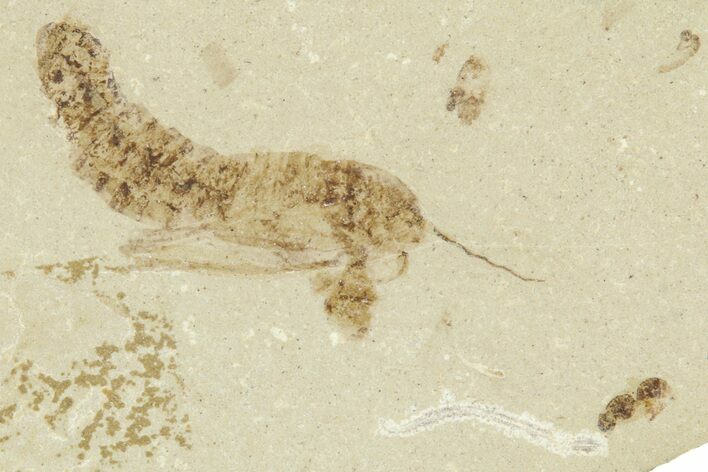 Fossil Mimosite Leaf with Rove Beetle - Green River Formation #360219